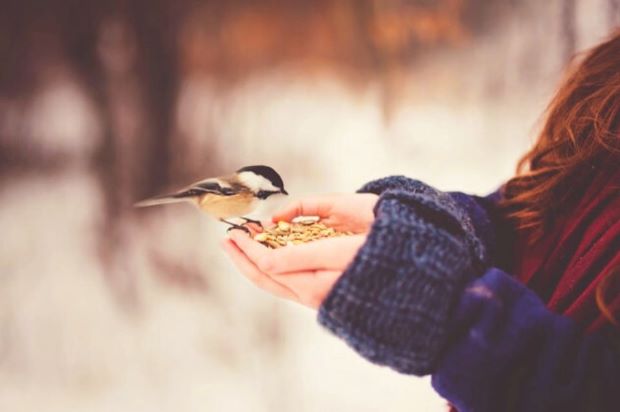 牡羊座20度のサビアンシンボル「冬に鳥に餌をやる少女」A young girl feeding birds in winter.
